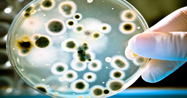 mold