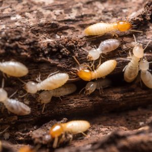 Wood Destroying Insect Report ( WDIR )